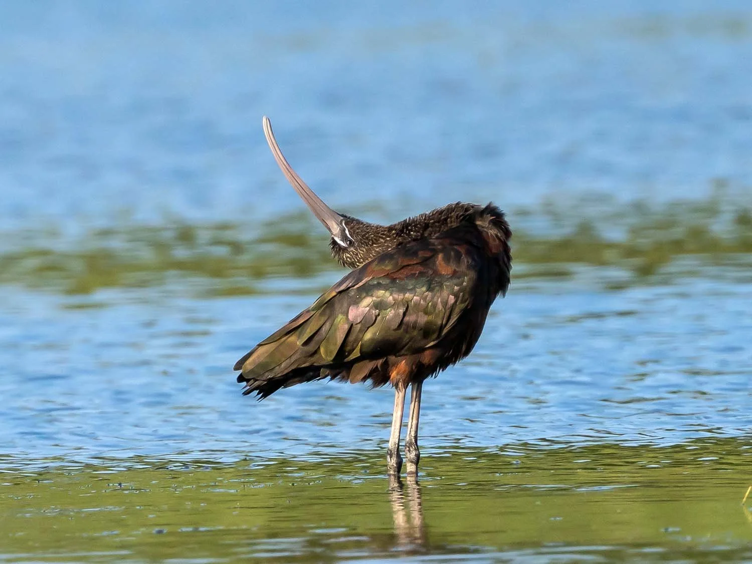 Glossy Ibises — Susan Kirby